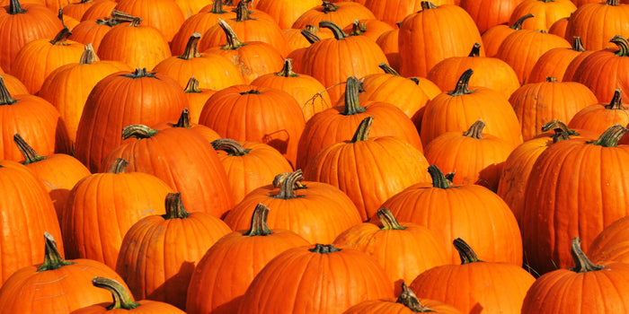 Pumpkin Spice Decaffeinated Flavored Coffee